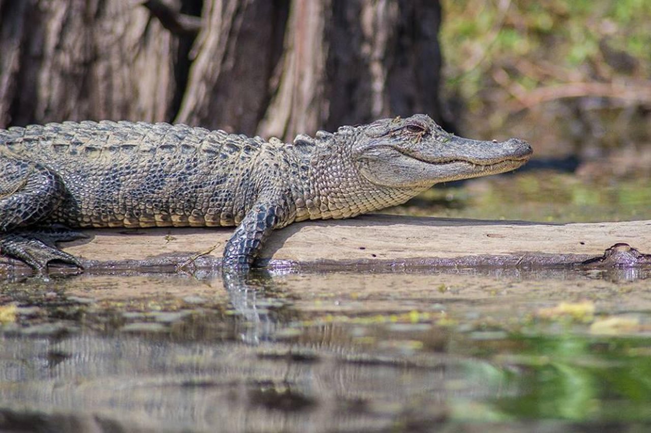 ALLIGATORS VS. CROCODILES  New Orleans Kayak Swamp Tours