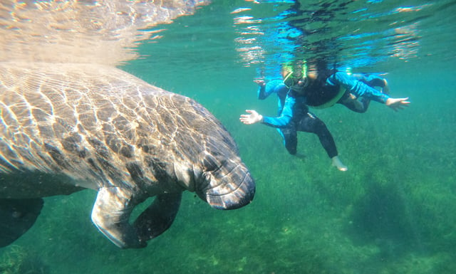 Snorkeling in Florida with manatees