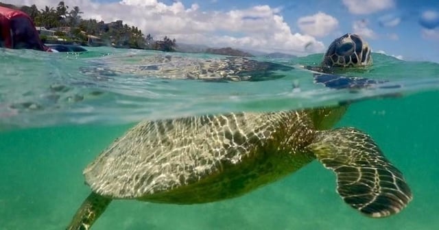 kailua snorkeling