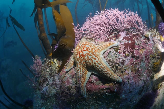 port orford snorkeling