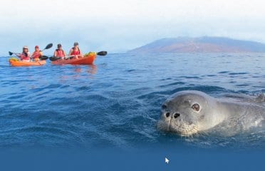 aloha maui kayak tours