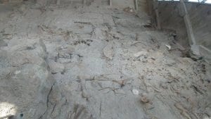 Dinosaur bones at Dinosaur National Monument