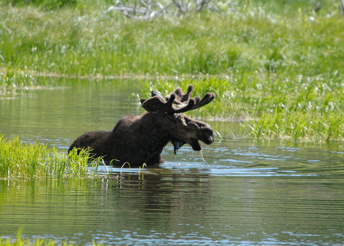 bwca wildlife