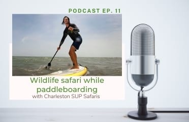 Charleston SUP Safari podcast