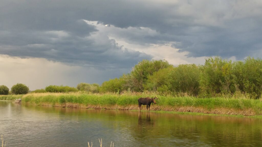 moose river