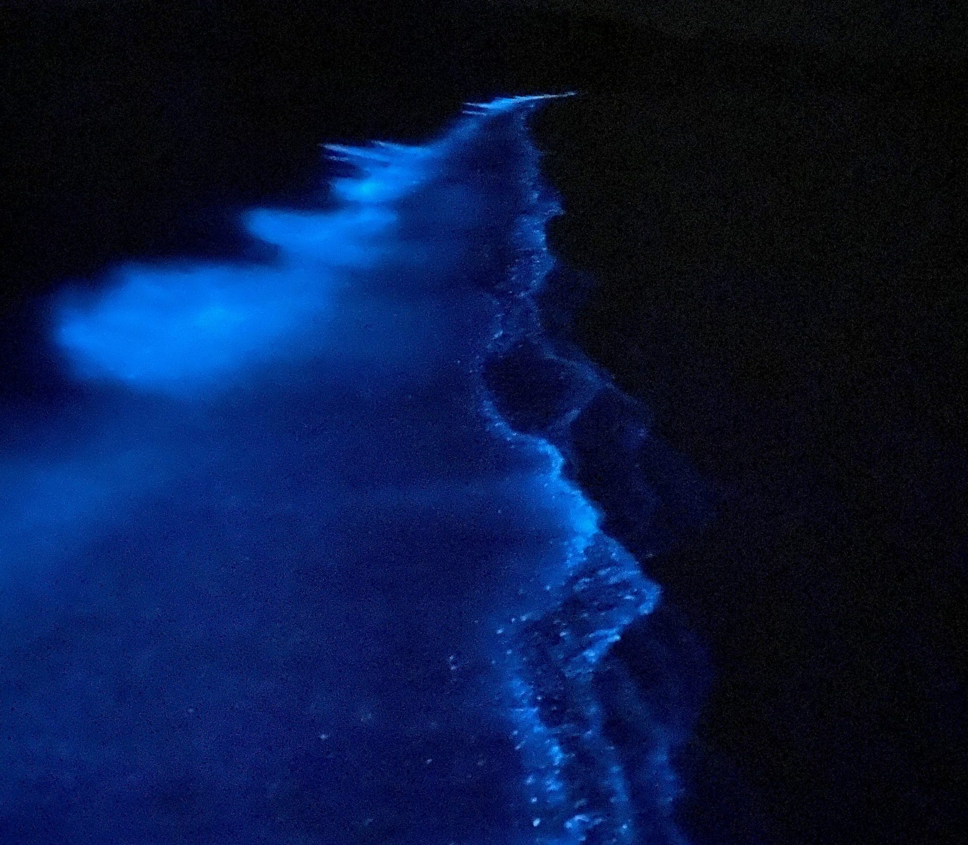 What is bioluminescence?