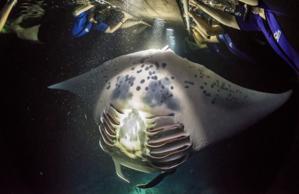 kailua-kona manta ray snorkeling