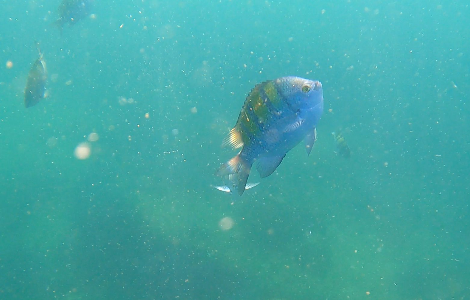 Cabo Pulmo Snorkeling Exploring the National Marine Park TripOutside