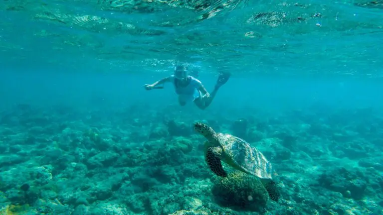 cabo pulmo snorkeling turtle