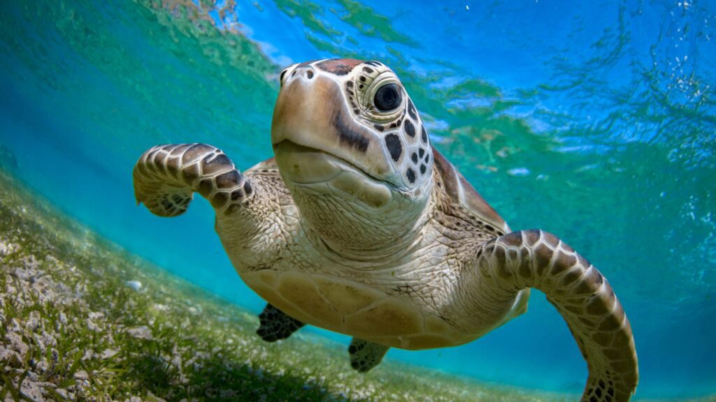 sea turtle