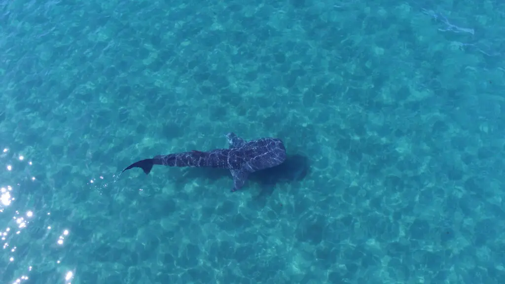 swimming with whale sharks in mexico