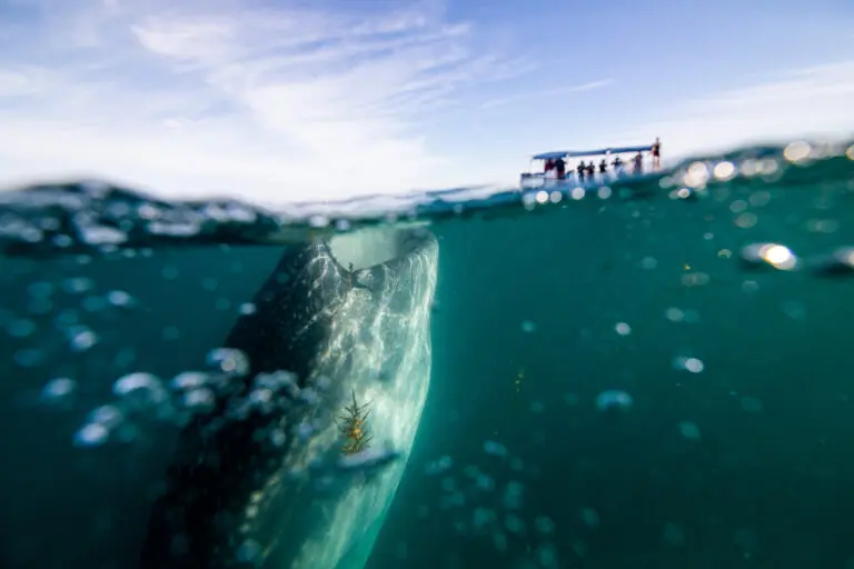 swimming with whale sharks in mexico