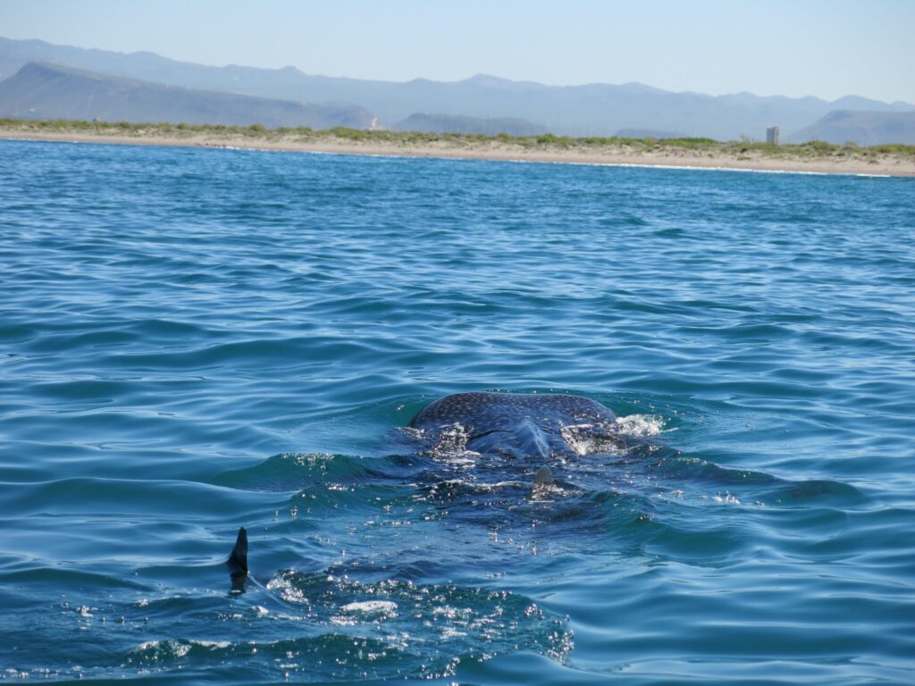whale sharks in la paz mexico