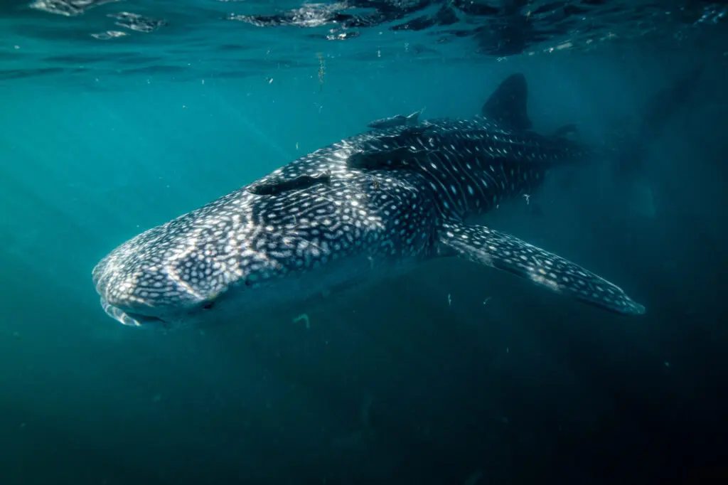 whale shark conservation