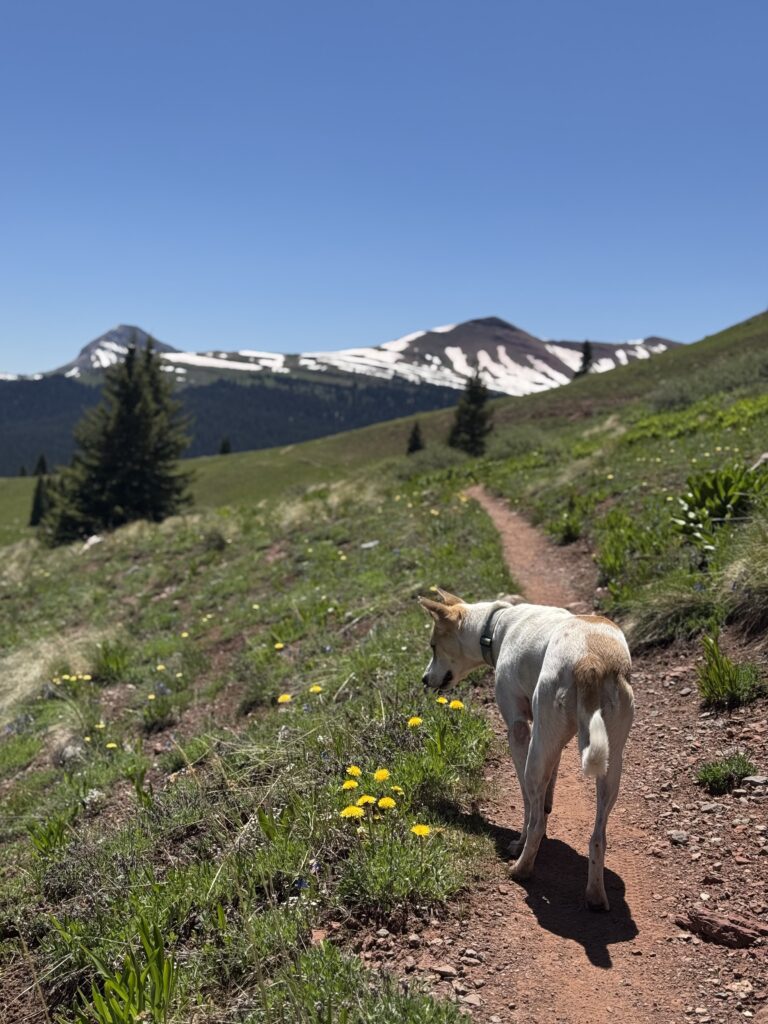 Dog sniffing flowers on colorado trail