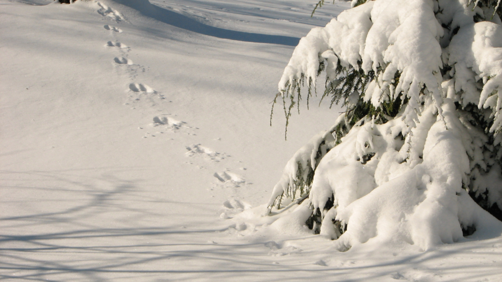 animal tracks in snow outdoor activities