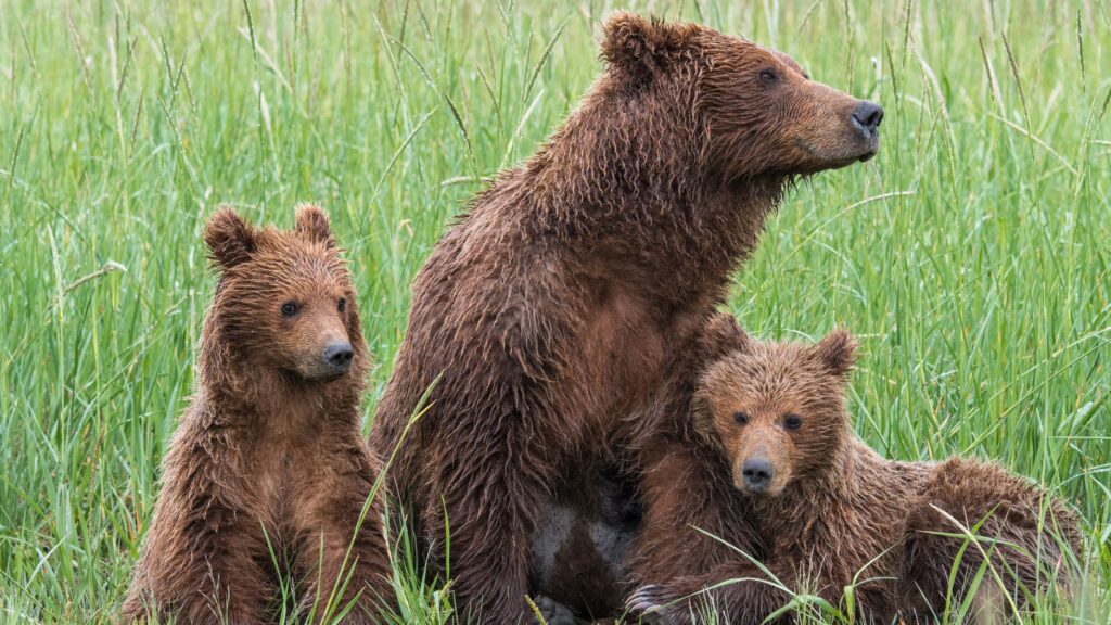 grizzly bear and babies defenders of wildlife