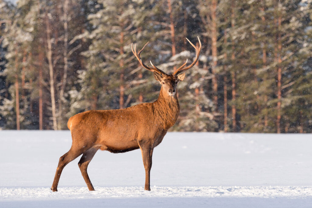 rocky mountain national park winter wildlife