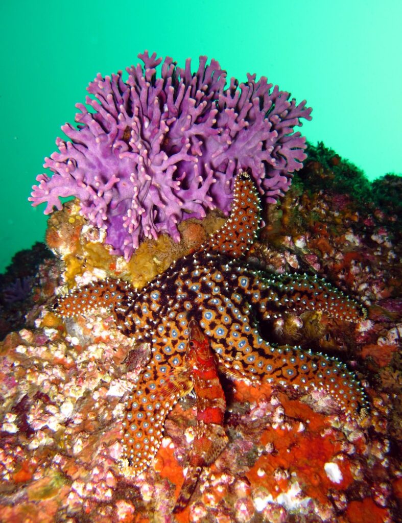 catalina island scuba diving