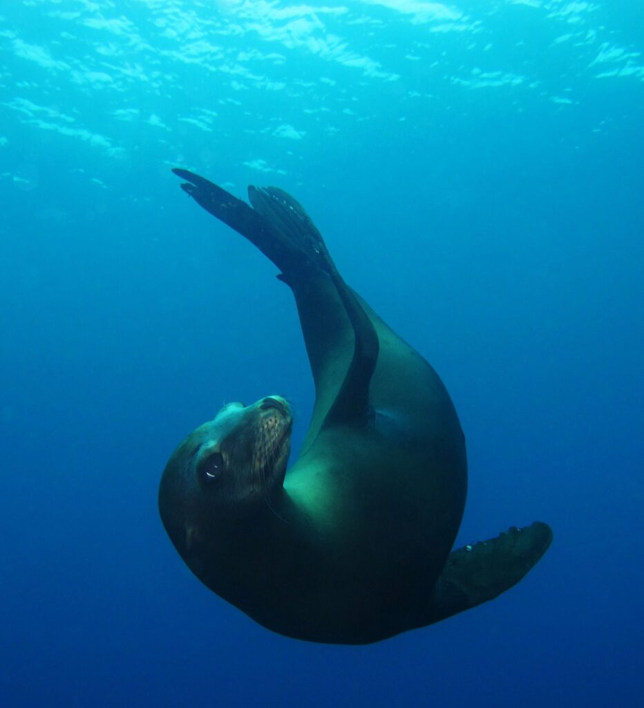 diving catalina