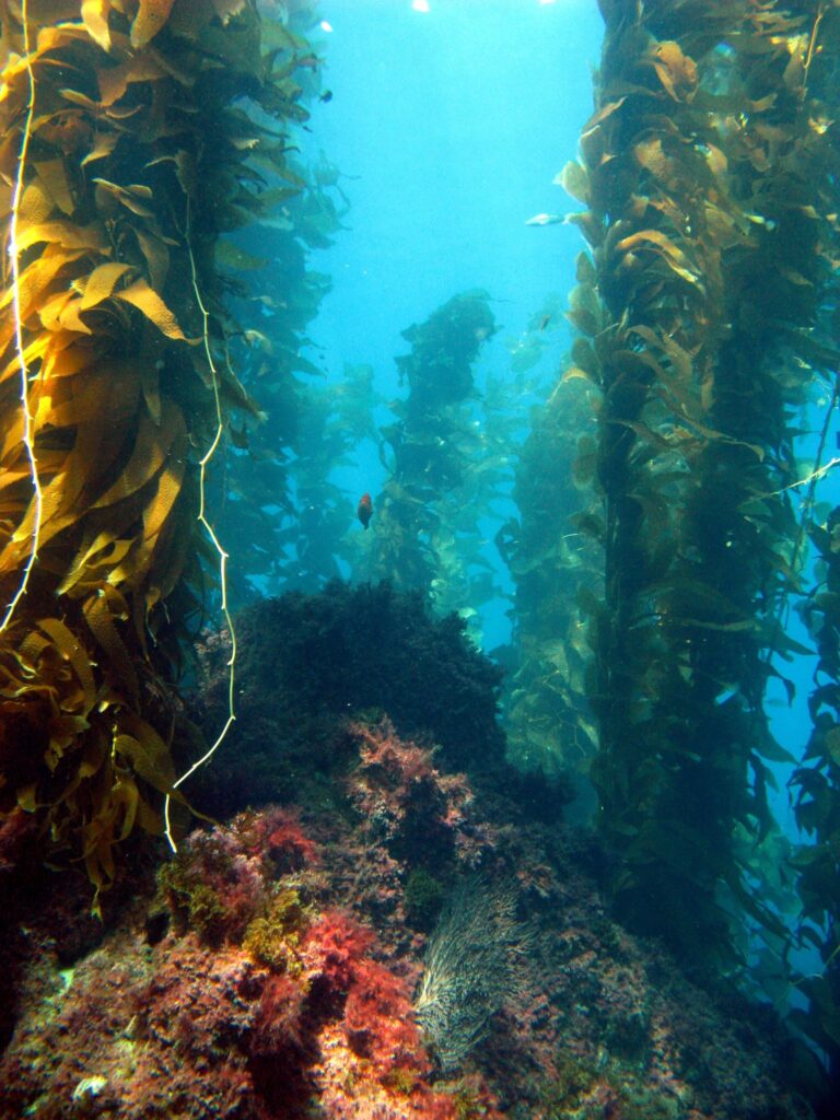 catalina scuba diving destinations