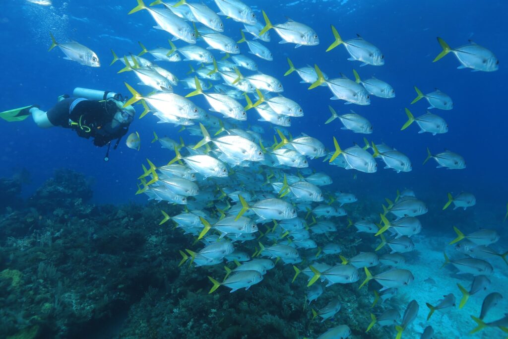 cancun diving