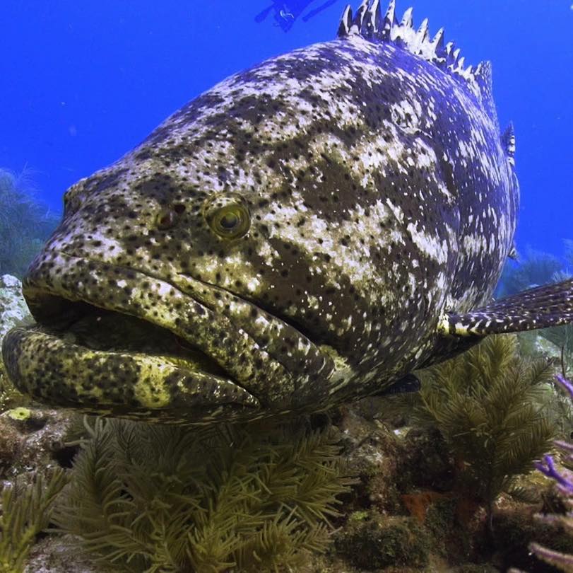 scuba diving destinations key largo