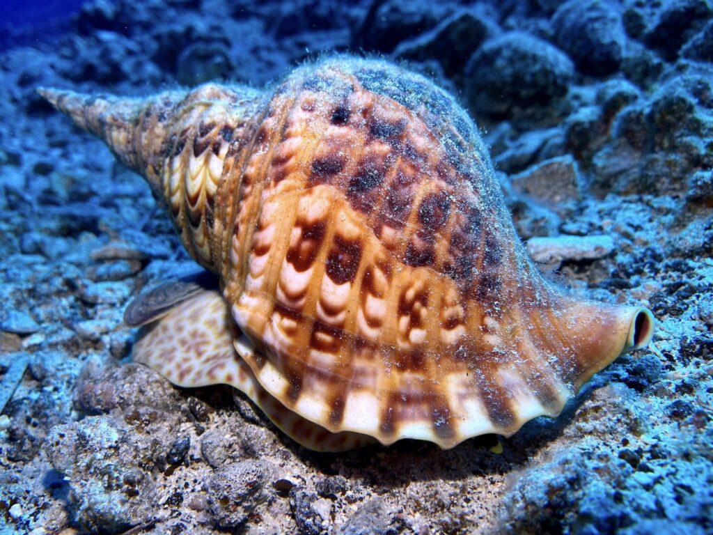 scuba diving destinations molokini
