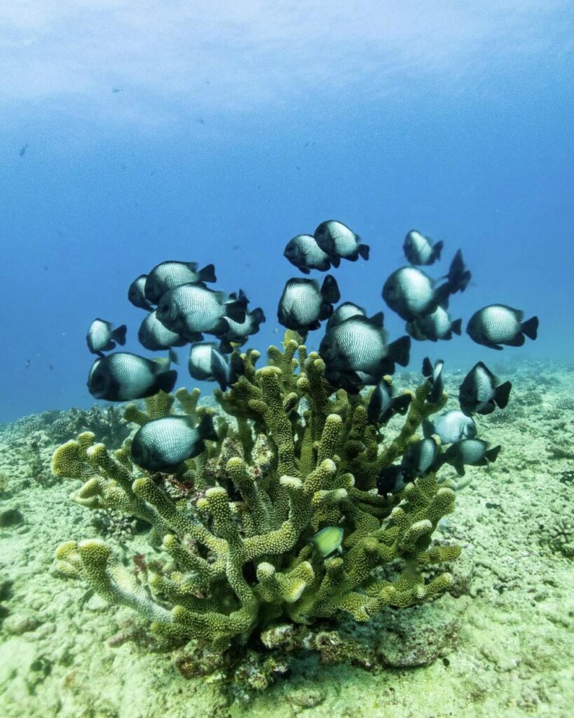niihau scuba diving destination