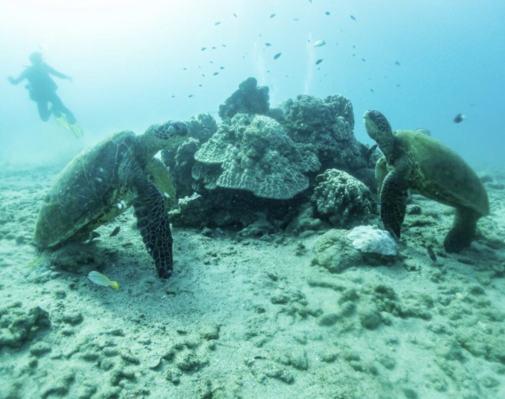 niihau scuba diving destination