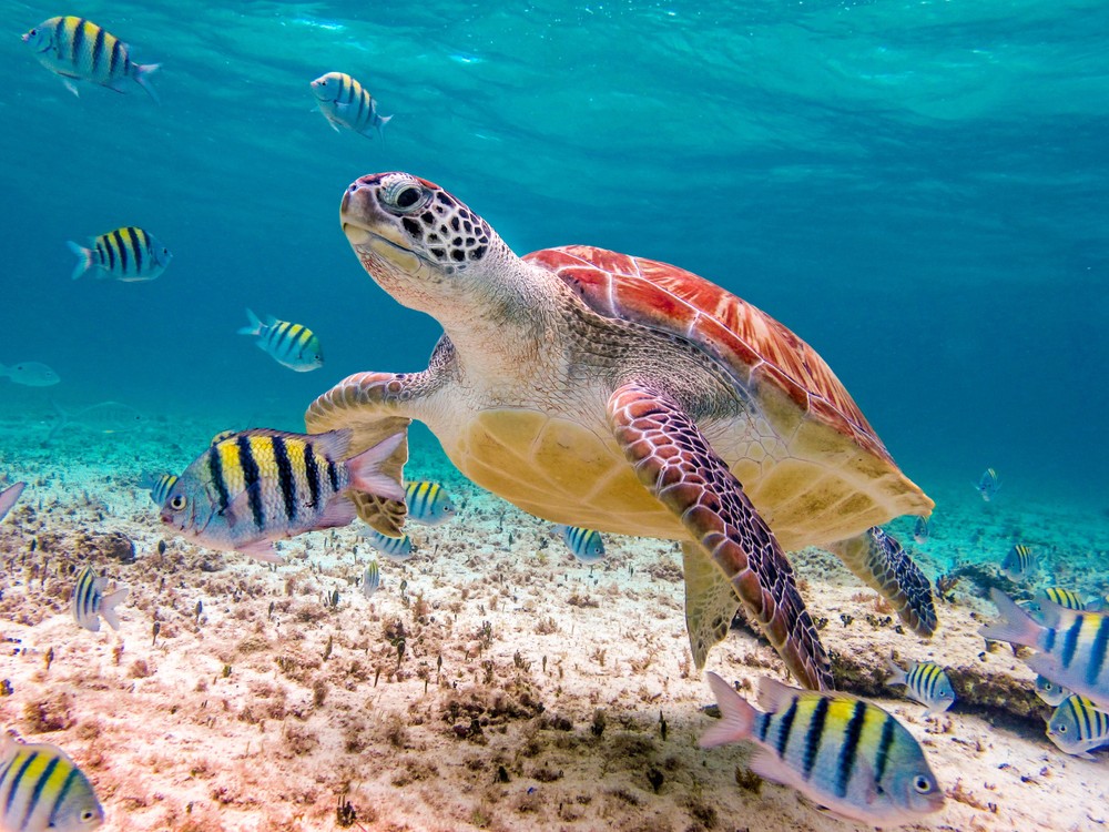 scuba diving destinations san juan pr