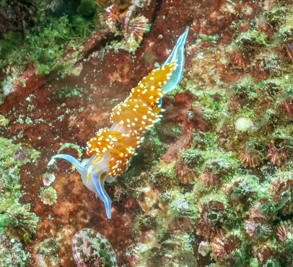 monterey bay diving destination
