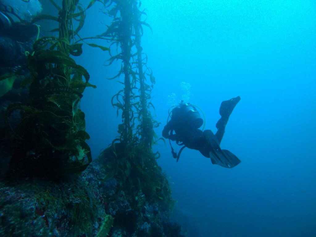 best scuba diving monterey bay