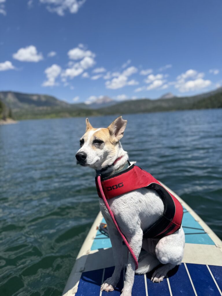 Dog on paddleboard in Durango