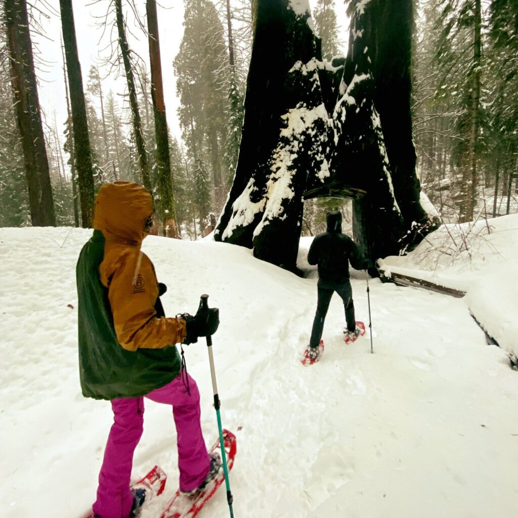 yosemite snowshoeing through sequoia tree
