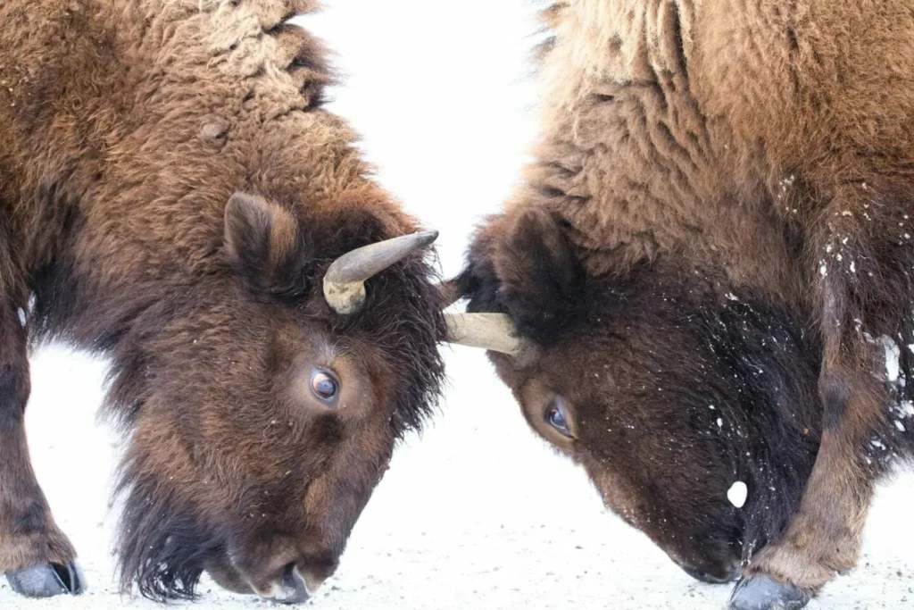 bison in yellowstone national park in winter