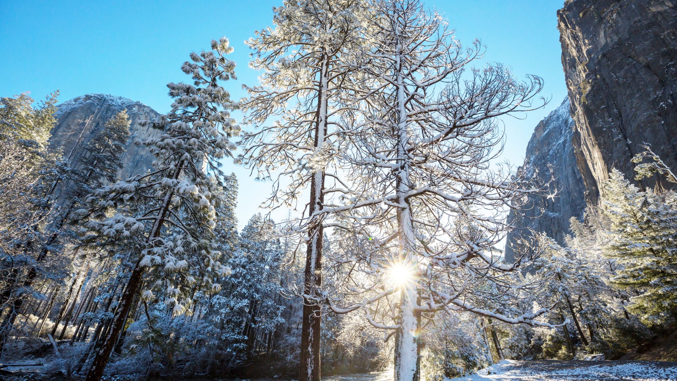 yosemite in winter trees