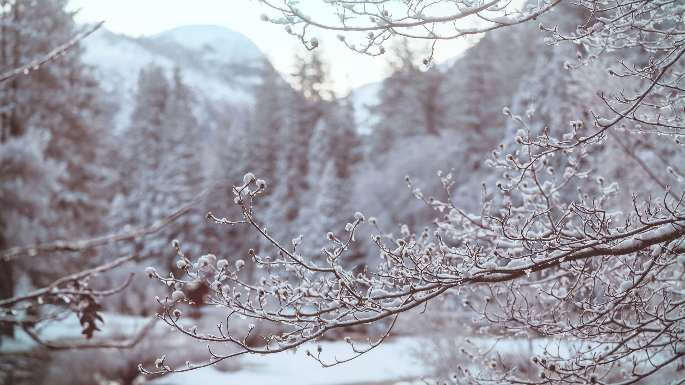 yosemite winter trees