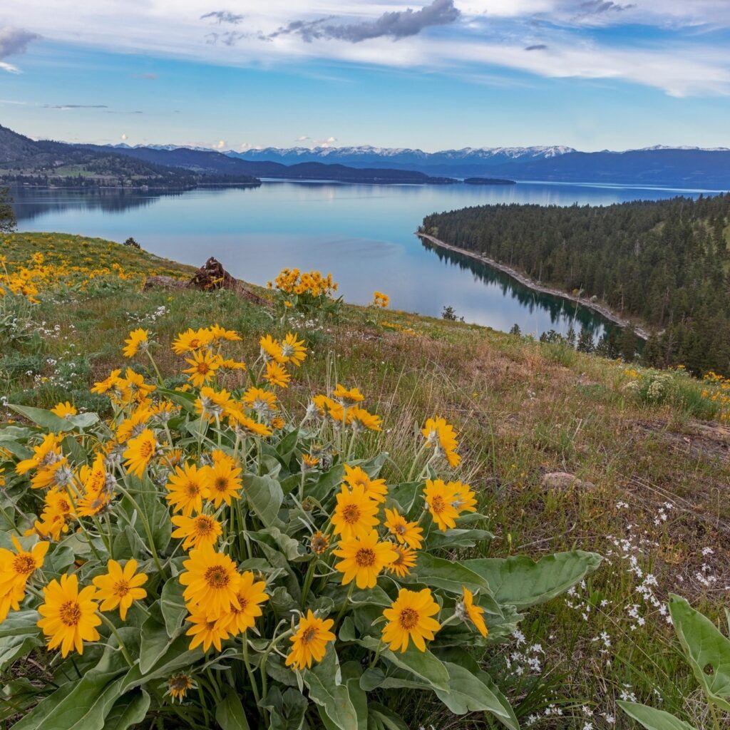 Flathead Lake Wildflowers
