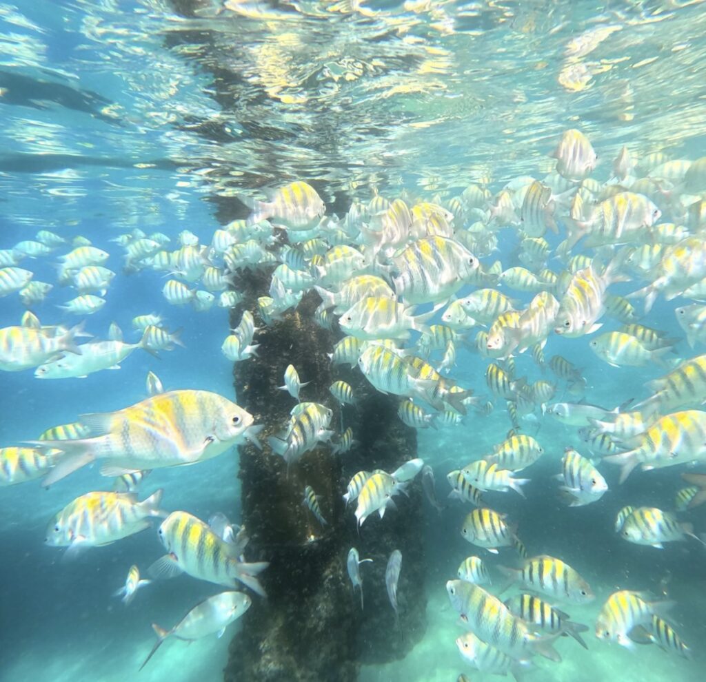 aguadilla shore snorkeling aquatica pr