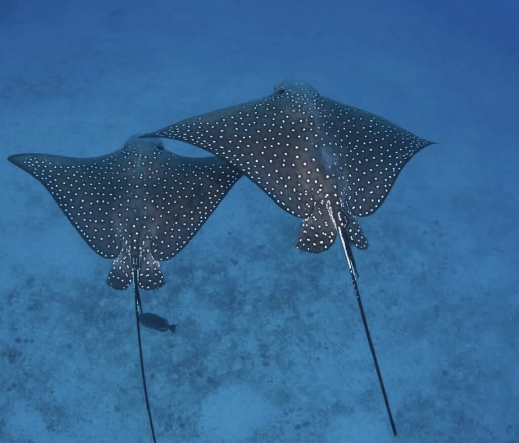 rincon tres palmas rincon diving & snorkeling