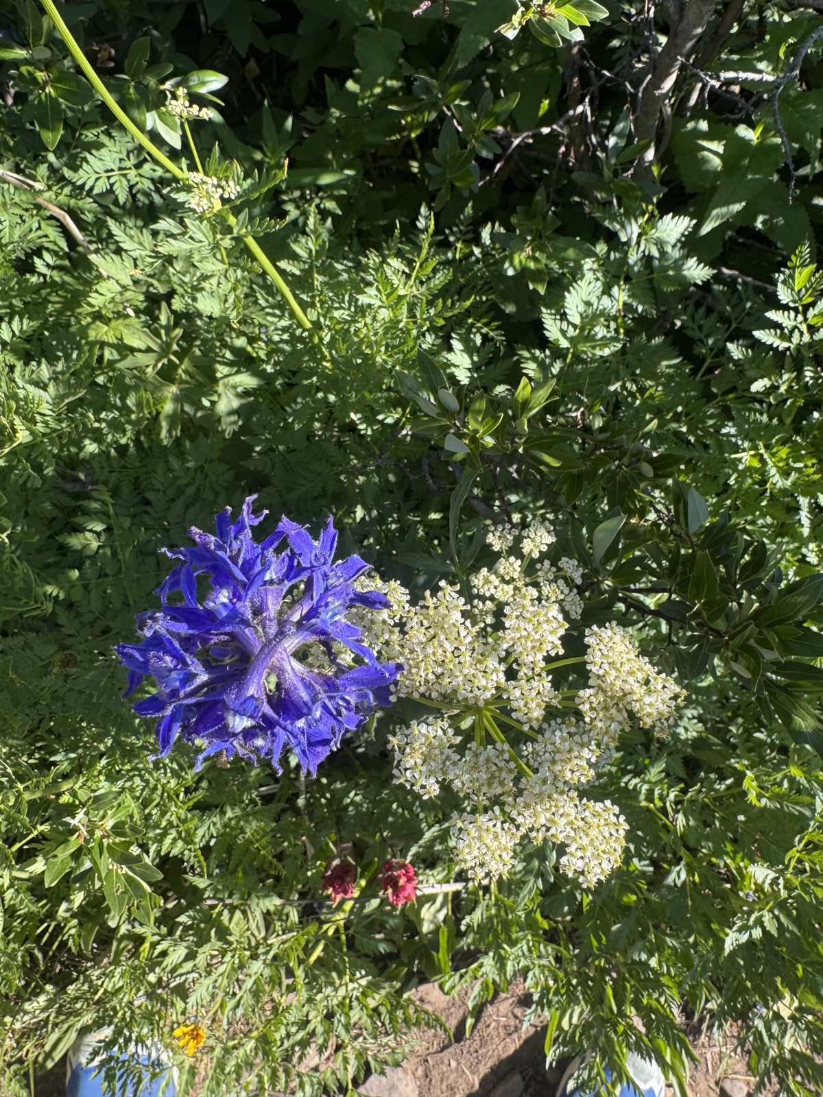 Peak wildflower season