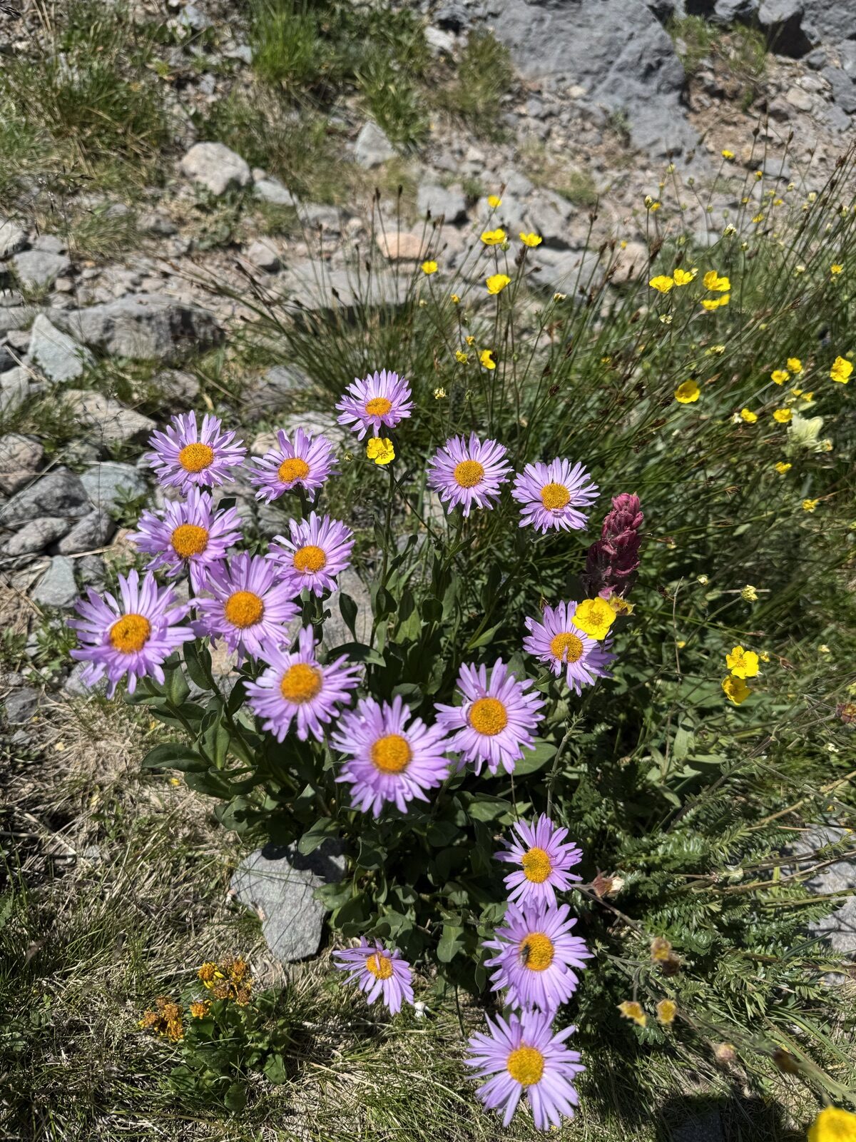 Purple fleabane daisies, yellow alpine avens and rosy paintbrush wildflowers among rocks