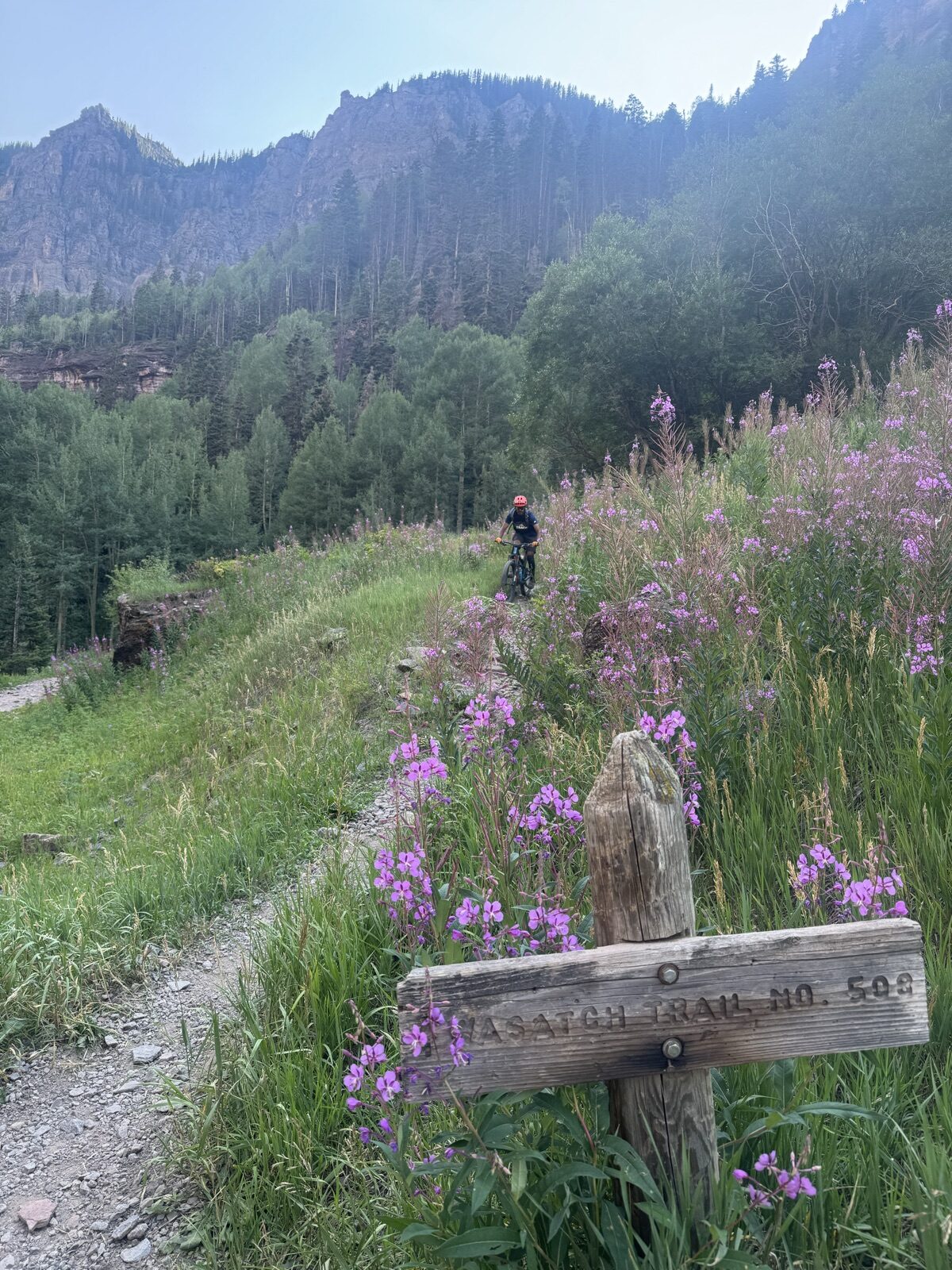 Wasatch Trail No. 508 sign surrounded by fireweed with rider descending toward Bear Creek