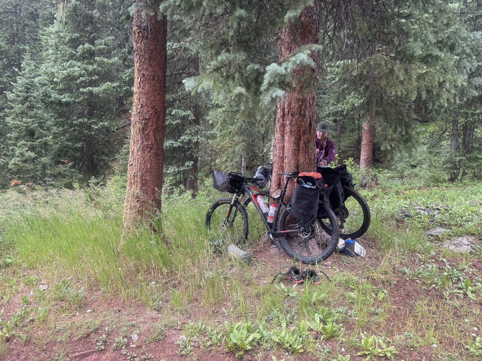 Two loaded mountain bikes leaning against pine trees at a backcountry campsite while a camper prepares dinner