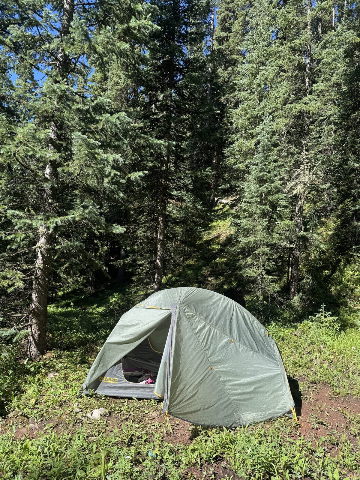 Backpacking tent glowing in morning sunlight beneath tall pines at a bikepacking campsite